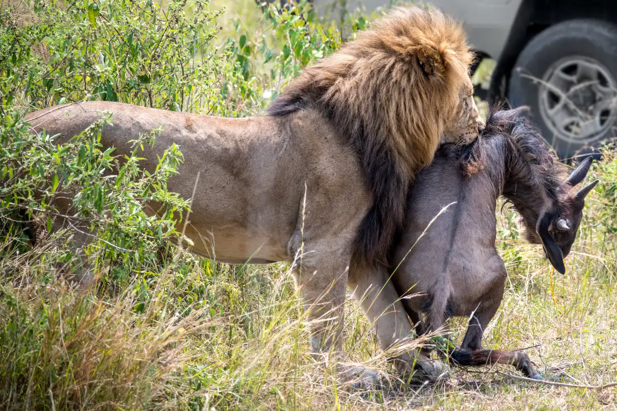 4 Days Nairobi Wildlife Safari